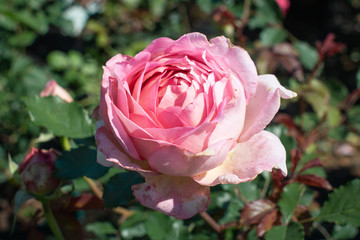 Pink Rose