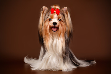 Biewer Yorkshire Terrier on colored backgrounds