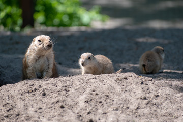 baby and mother prairie dog in the zoo