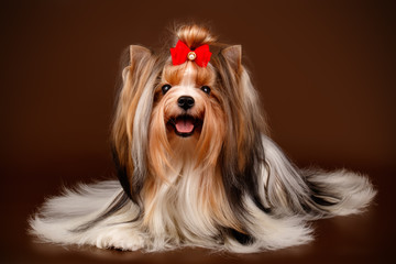 Biewer Yorkshire Terrier on colored backgrounds