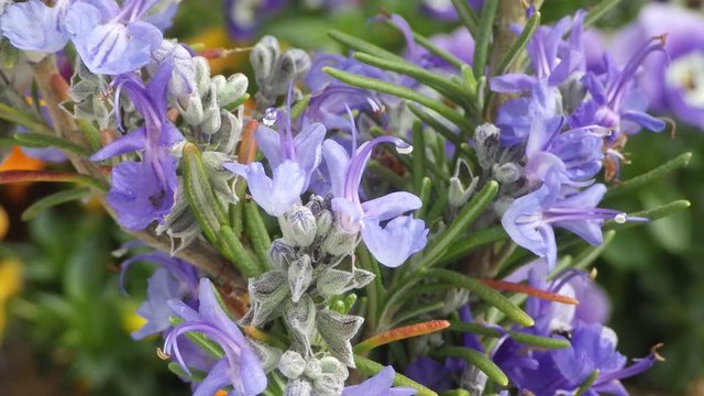 ハーブで代表的な一種ローズマリーはシソ科常緑性低木。短い針状の生葉は肉料理の香辛料としてで、乾燥しても薬用として使われる、
また、蒸留した精油はアロマテラピーとして広く利用されて、血行改善、記憶力改善、炎症抑制があるとされる。
特異な形をした薄紫色の花は食べらられる。その花が咲く様子を５分間隔でインターバル動画を撮影した。
