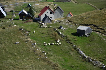 Lambs graze in the pasture. Farm. View from above.