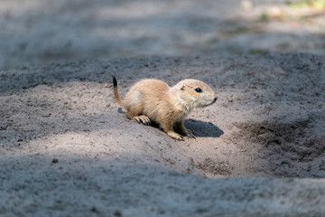 Prairie dog babies in the zoo in spring