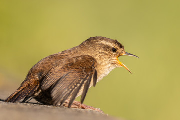 winter wren cheers spring!