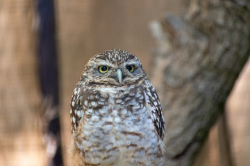 single rabbit owl in closeup in zoo