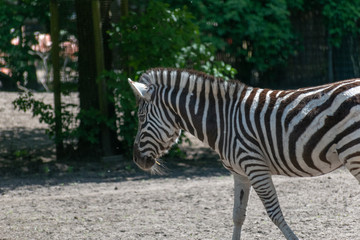 Single standing zebra in the zoo