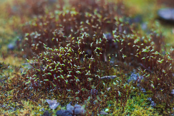 Fototapeta na wymiar Green moss on the rocks