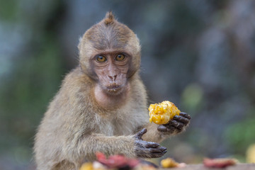 Portrait of monkey. Close-up monkey have a rest. Fooling around. Eating fruits.