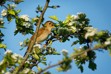 Nightingale - Luscinia megarhynchos also known as rufous nightingale, small passerine brown bird best known for its powerful and beautiful song