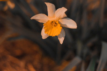 Daffodil blooming in the sunlight. Sunset