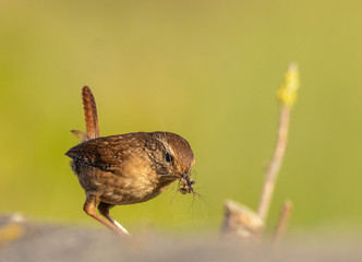 winter wren cheers spring!