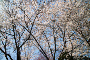 trees and sky