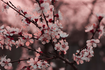 Apricot blossom in spring. Pink floral background