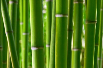green bamboo background
