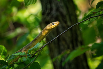 Aesculapian Snake - Zamenis longissimus, previously Elaphe longissima, nonvenomous olive green and yellow snake native to Europe, Colubrinae subfamily of the family Colubridae
