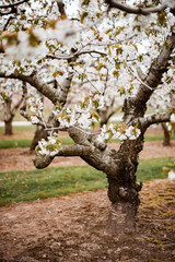 White tree cherry apple blossom orchard in spring Niagara Ontario Canada