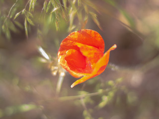 Red flower on a blurry background from grass