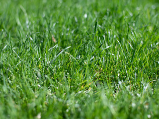 Green grass in the rays of light