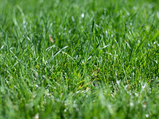 Green grass in the rays of light