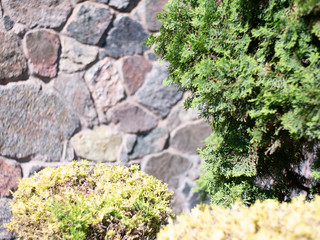 Green bushes on a stone wall background