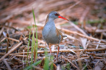 Water rail, Rallus aquaticus, bird of wetlands across Europe in its natural environment. Water rail in breeding colors, hidden in reed beds. Bright orange beak. Wetlands of Morava river, Europe