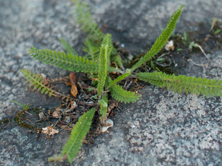 Green plant breaking through stone