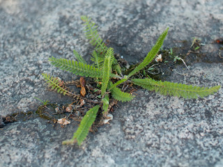 Green plant breaking through stone