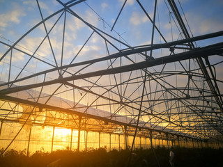 iron structure covered with plastic with irrigation system greenhouse planted with tomatoes. damaged by the wind at sunset