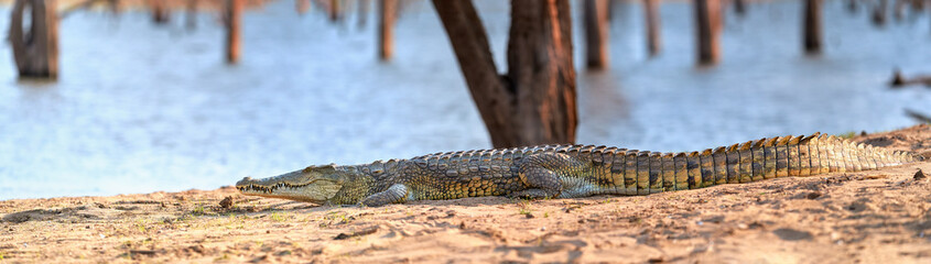 Huge Nile crocodile, Crocodylus niloticus, panoramic view on reptile from beach over Kariba Lake, Zimbabwe.