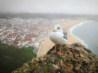 Fototapeta premium a white bird a seagull sits on a mountain behind it below you can see a sandy beach, a city, the ocean and low clouds