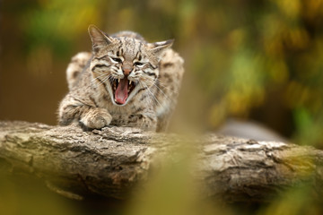 Oncilla, Leopardus tigrinus. Direct view on south american small spotted cat. Angry tigrillo with...