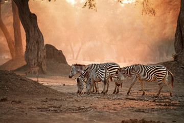 African wildlife. Herd of zebras against backlighted ancient Zambezi forest. Wild animals in Mana Pools national park, Zimbabwe. Wildlife photography in unesco heritage site. - obrazy, fototapety, plakaty