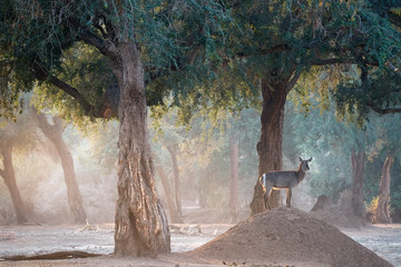 Animals in ManaPools forest, Zimbabwe. Waterbuck antelope standing on small hill, illuminated by...
