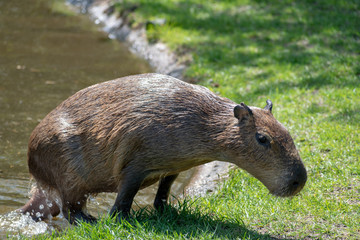 Single capybara in spring in the zoo