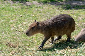 Single capybara in spring in the zoo