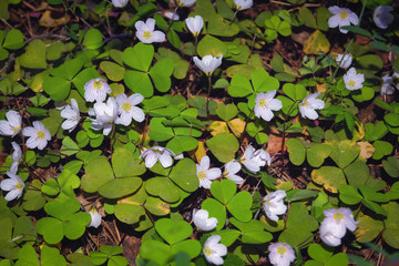 Carpet of plant Oxalis acetosella, wood sorrel or common wood sorrel in spring forest. Wood anemone in early spring flowering plant in the forest.