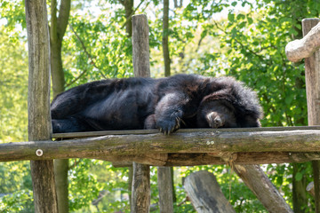 Collared bear sleeping on a wooden platform in the sun