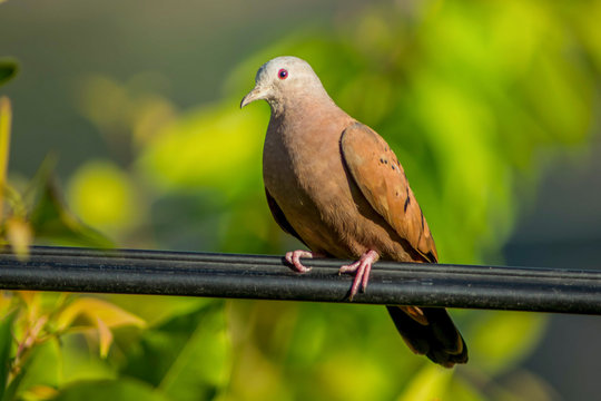 Ruddy ground dove (Columbina talpacoti) know inthe latin america as tortolita resting in a electric cable