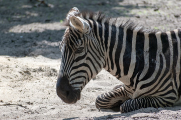 Fototapeta na wymiar Single zebra lies in the sand in the zoo