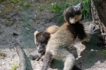 Vari babies play in the zoo