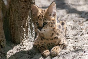 Naklejka premium Portrait of a single Serval Baby