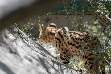 Portrait of a single Serval Baby