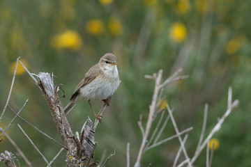 Neuntöter im Frühling