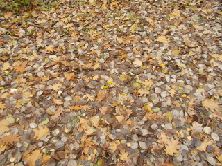 autumn leaves background