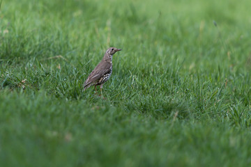 Misteldrossel in der Wiese