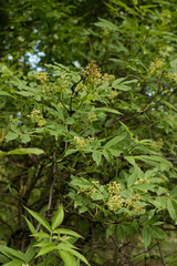 Green leaves of trees on a background of blue sky