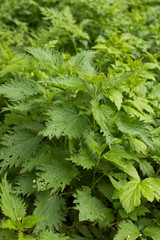 Photo of a plant nettle. Nettle with fluffy green leaves. Background Plant nettle grows in the ground. Plant.