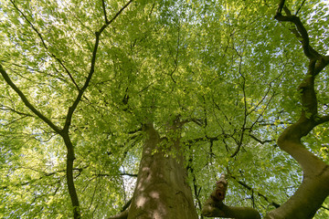 East Frisian Park in spring with sunshine