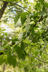 Bird Cherry Tree in Blossom. Close-up of a Flowering Prunus Avium Tree with White Little Blossoms. View of a blooming Sweet Bird-Cherry Tree in Spring.