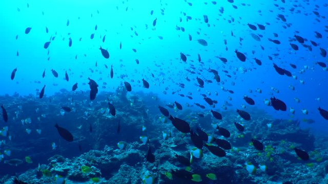 Schools of reef fish swim over a deep Hawaiian rocky coral reef in clear blue tropical water.  An underwater shot taken at marine preserve Molokini off the coast of Maui, Hawaii.
